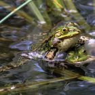 Froschhochzeit.l..