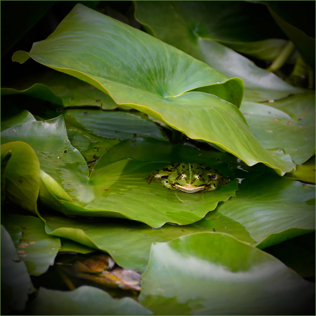 Froschhöhle