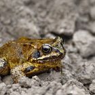 ... Froschi - der Besucher aus dem Teich ...