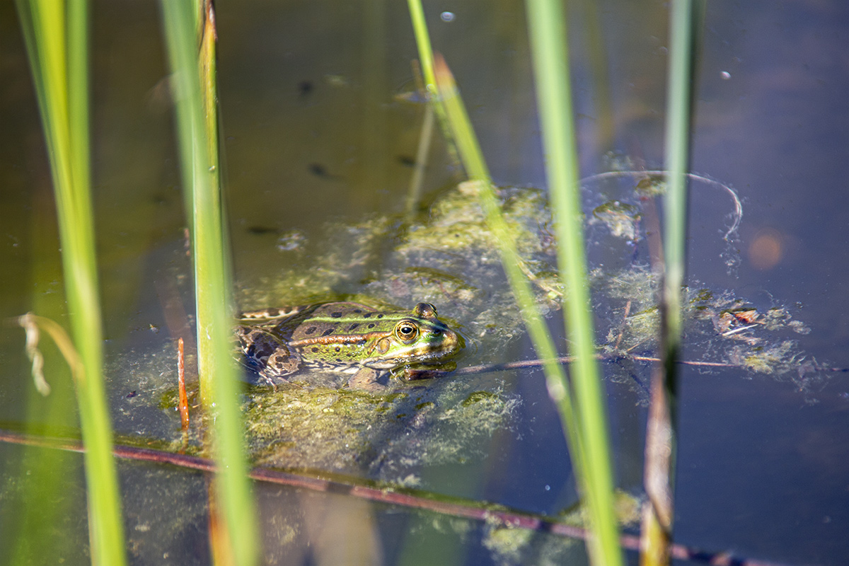 Froschi im Teich