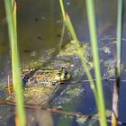 Froschi im Teich