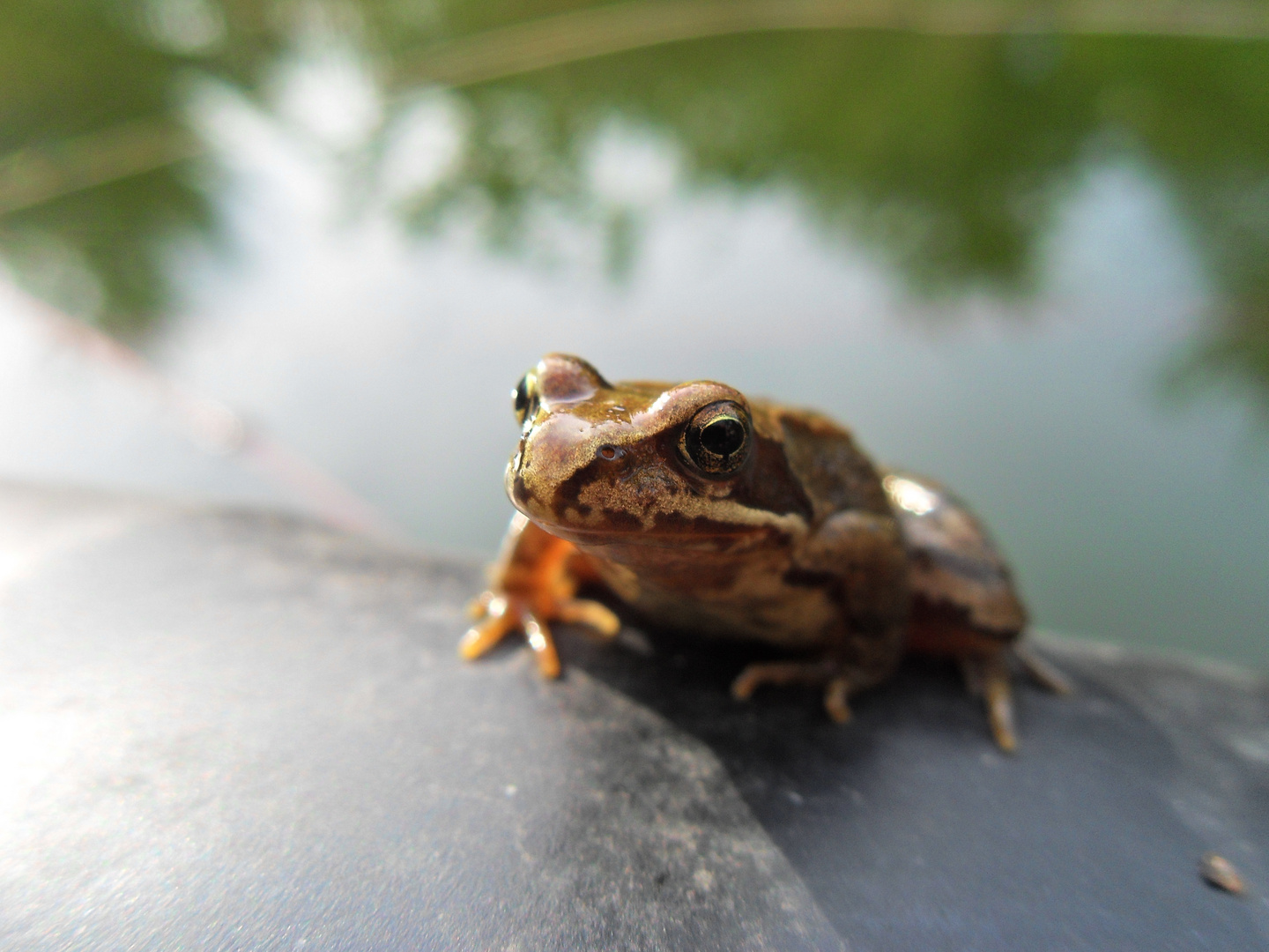 Froschifrosch