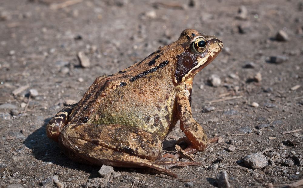 Froschige Frühlingsgrüße