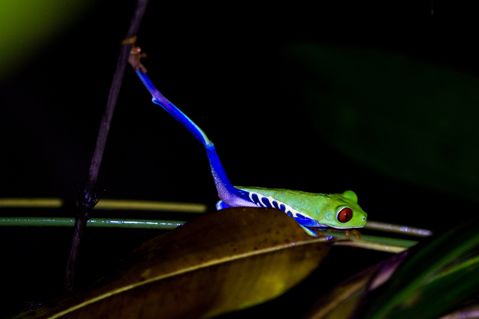 Froschjoga oder Stretching? 