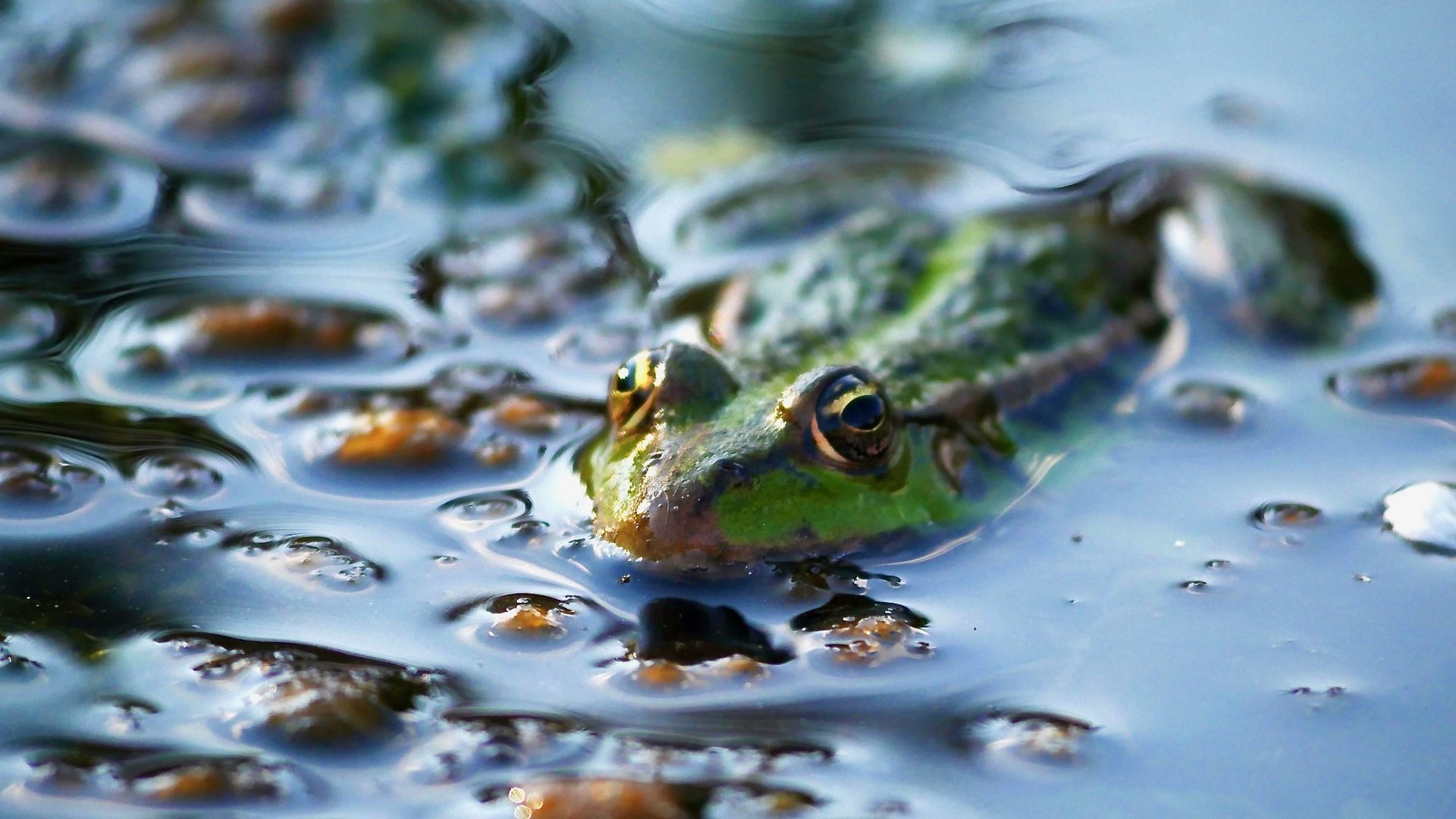 Froschkönig