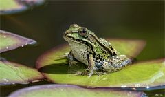 Froschkönig ?