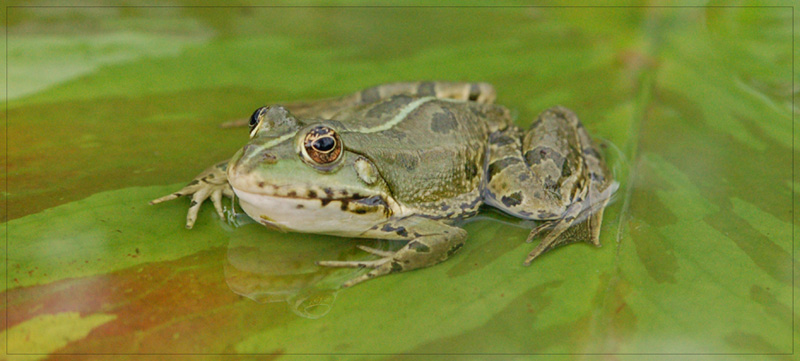 Froschkönig