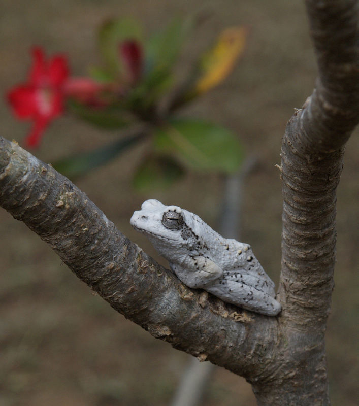 Froschkönig