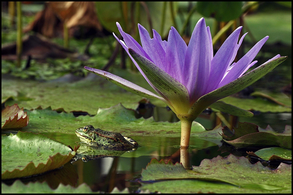 Froschkönig