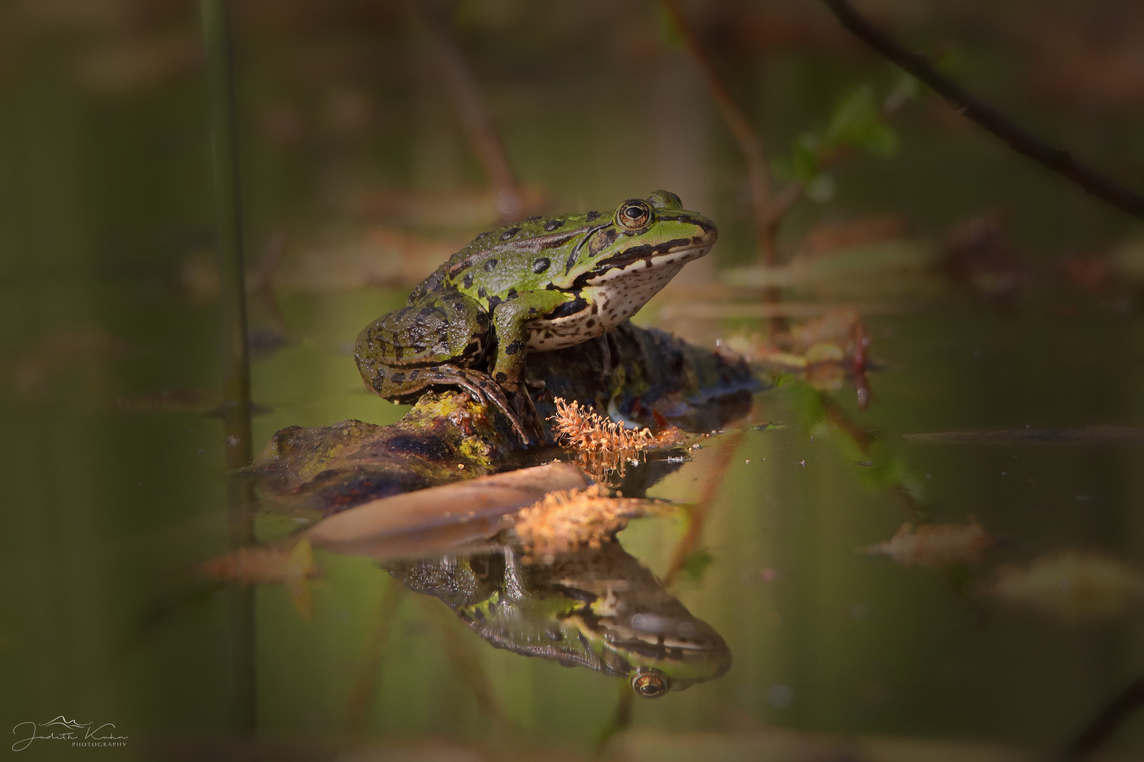 Froschkönig...