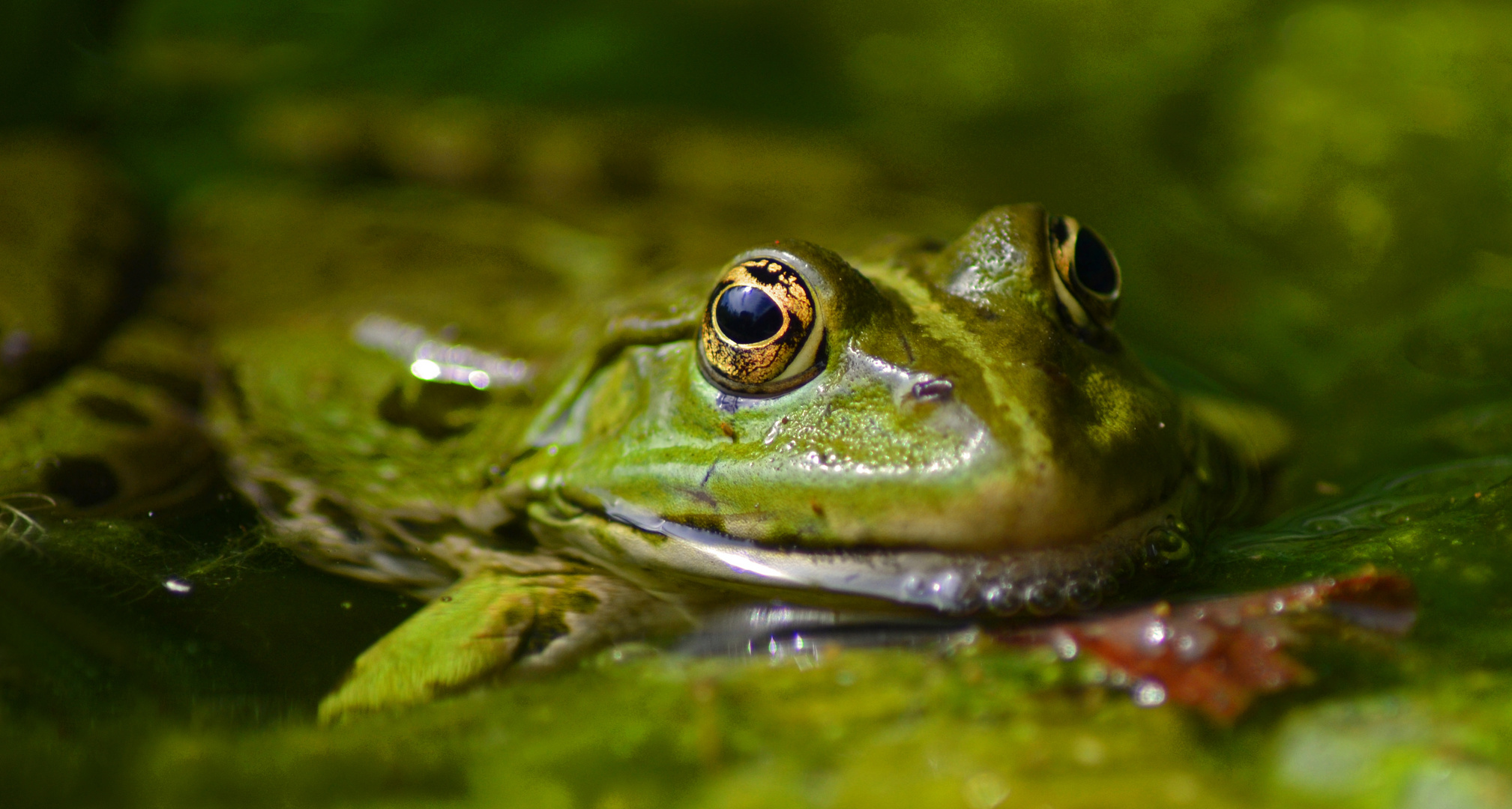 Froschkönig