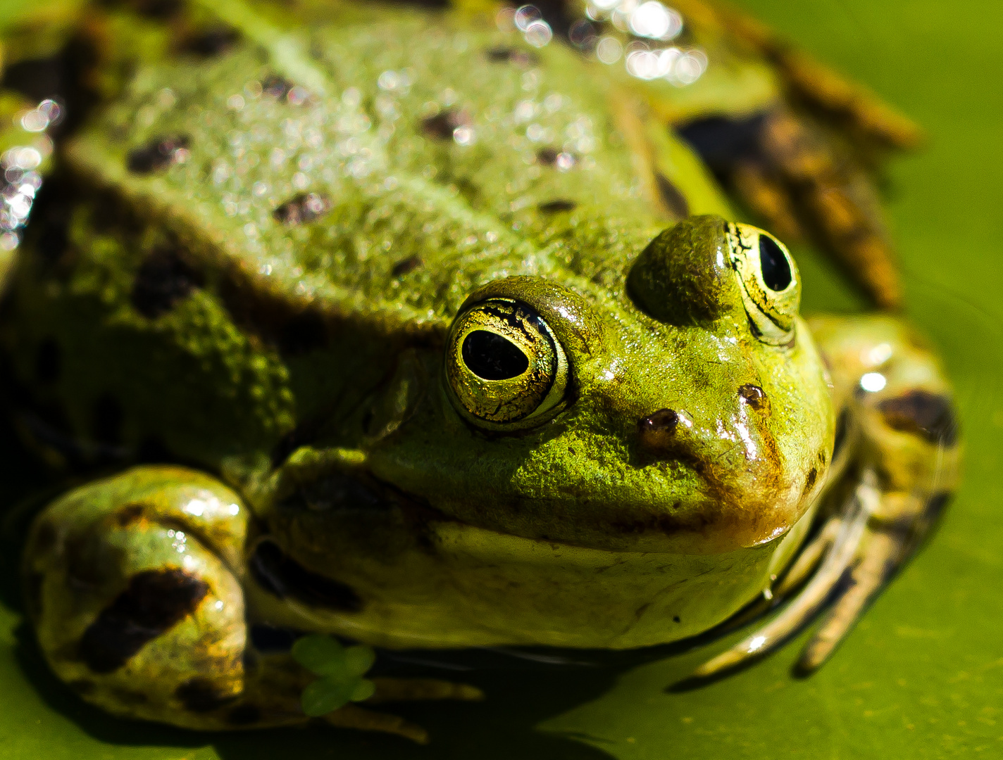 Froschkönig