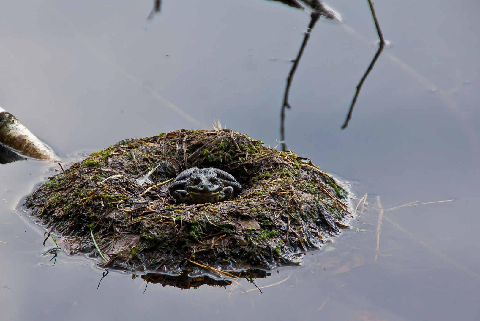 Froschkönig