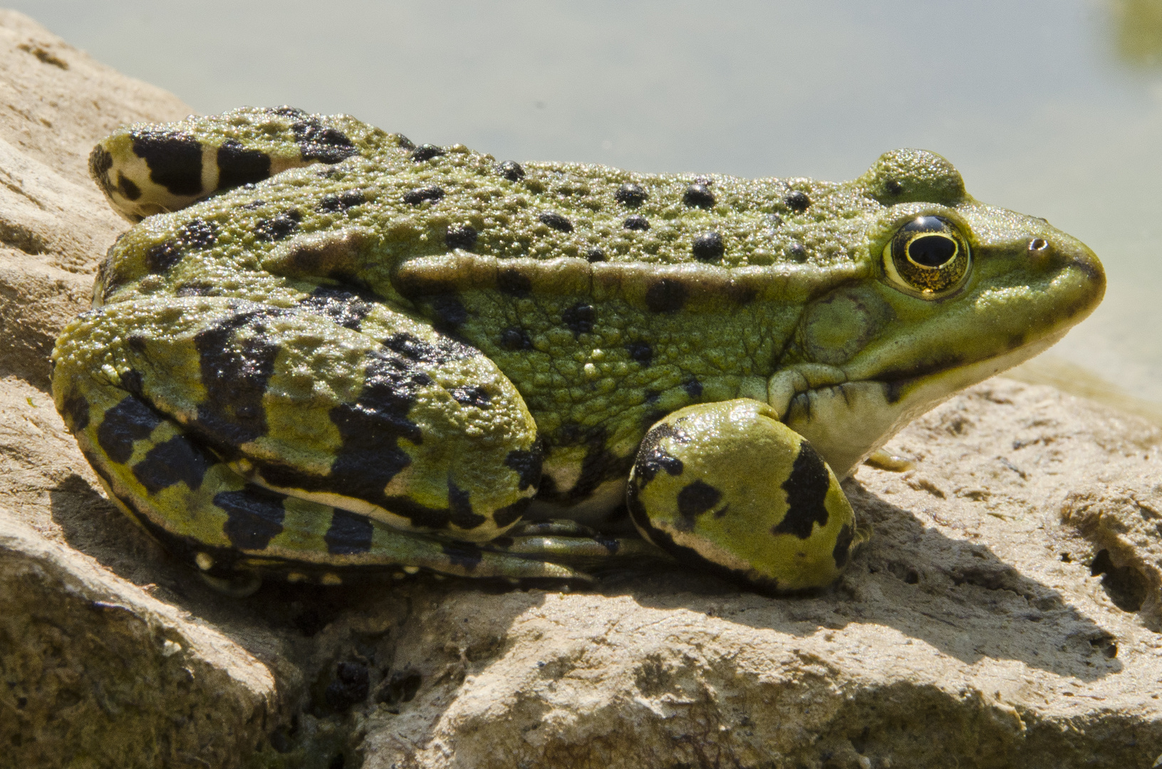 Froschkönig