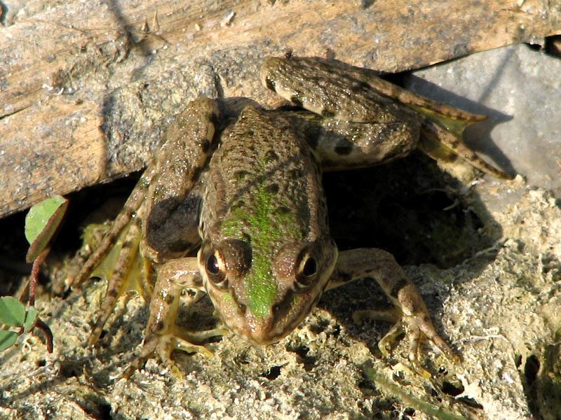 Froschkönig