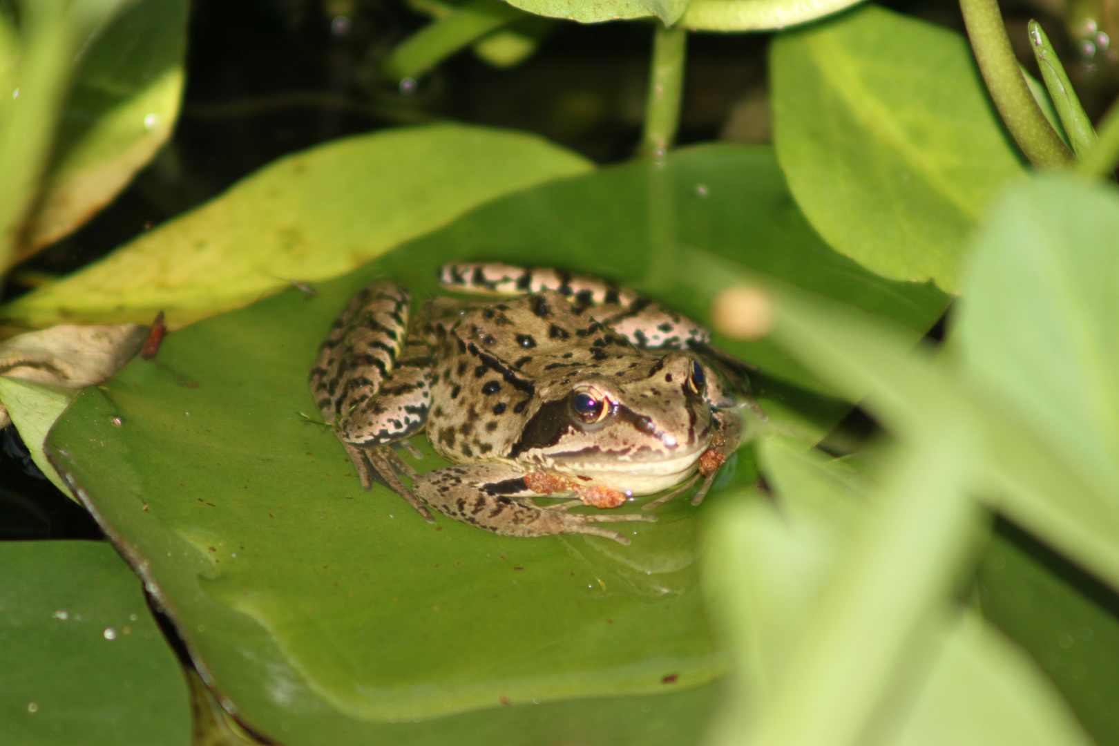 Froschkönig