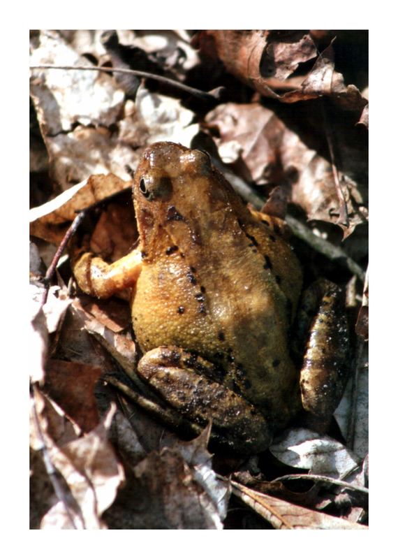 Froschkönig