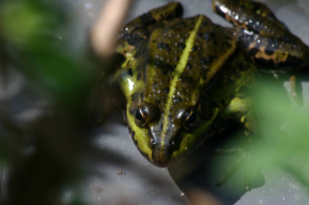 Froschkönig