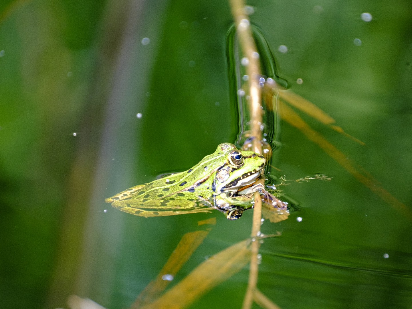 Froschkönig 2