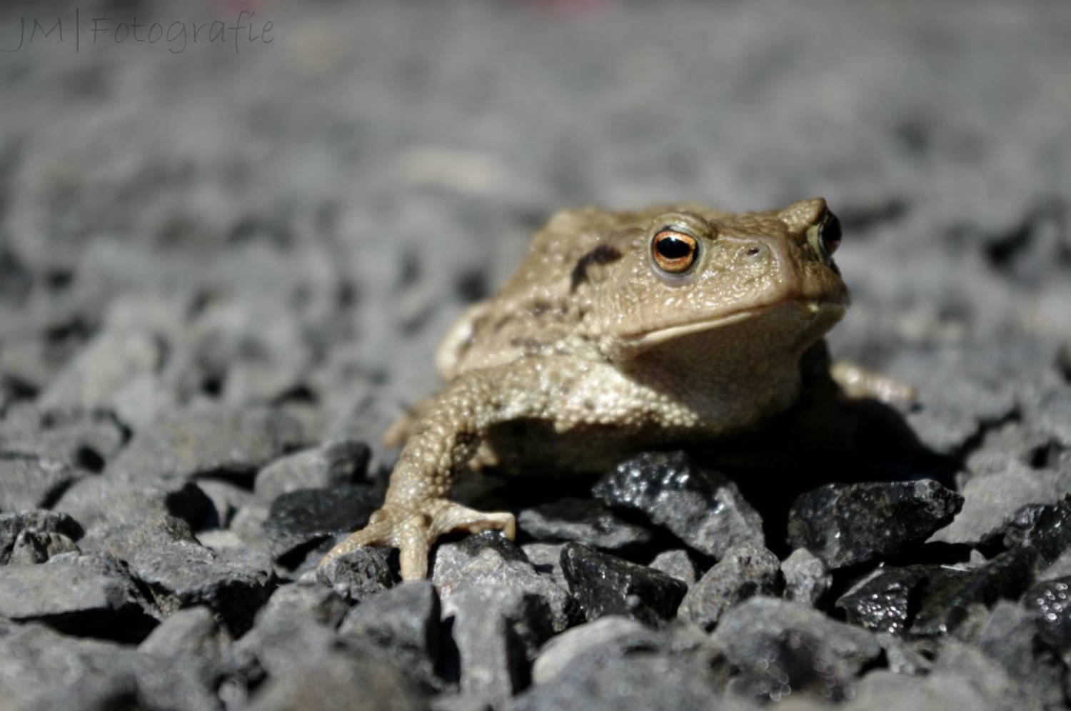 Froschkönig?!