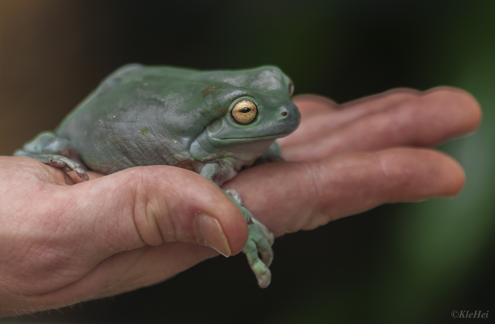 Froschkönig