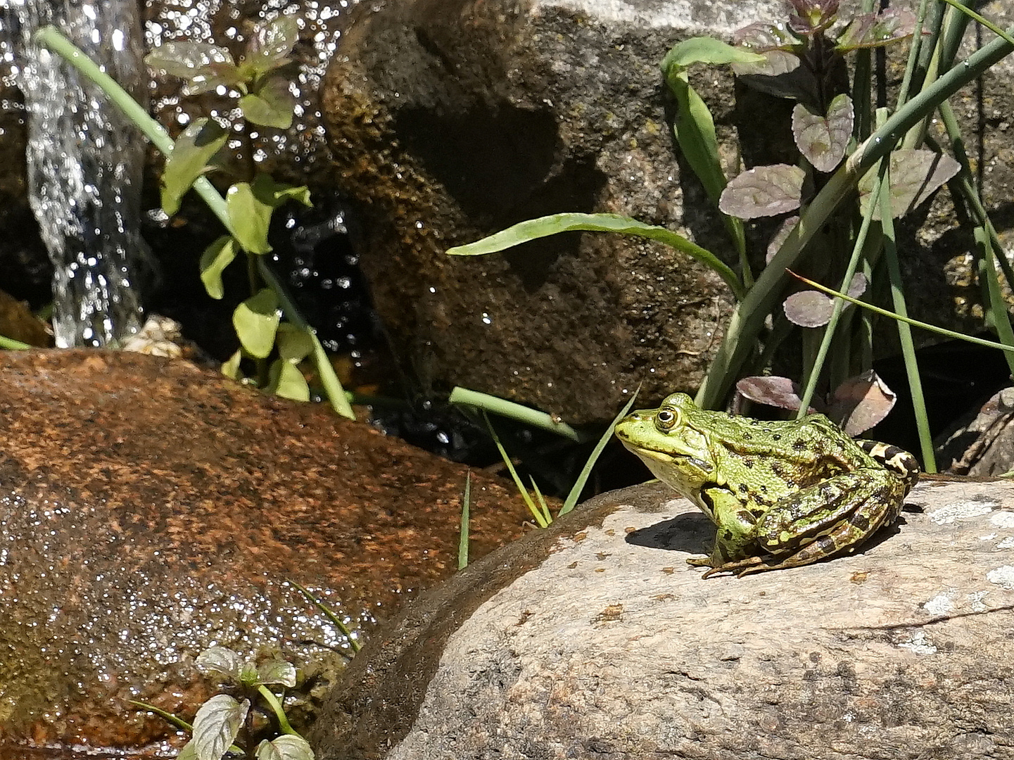 "Froschkönig"