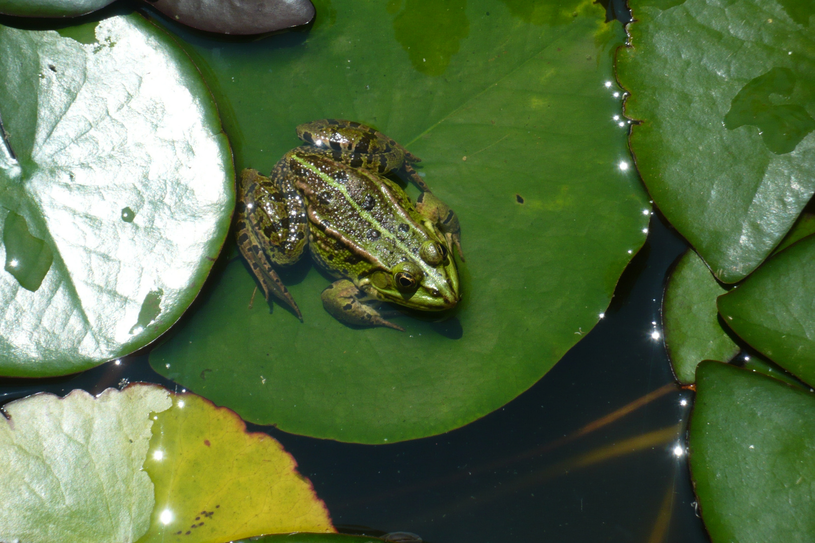 Froschkönig