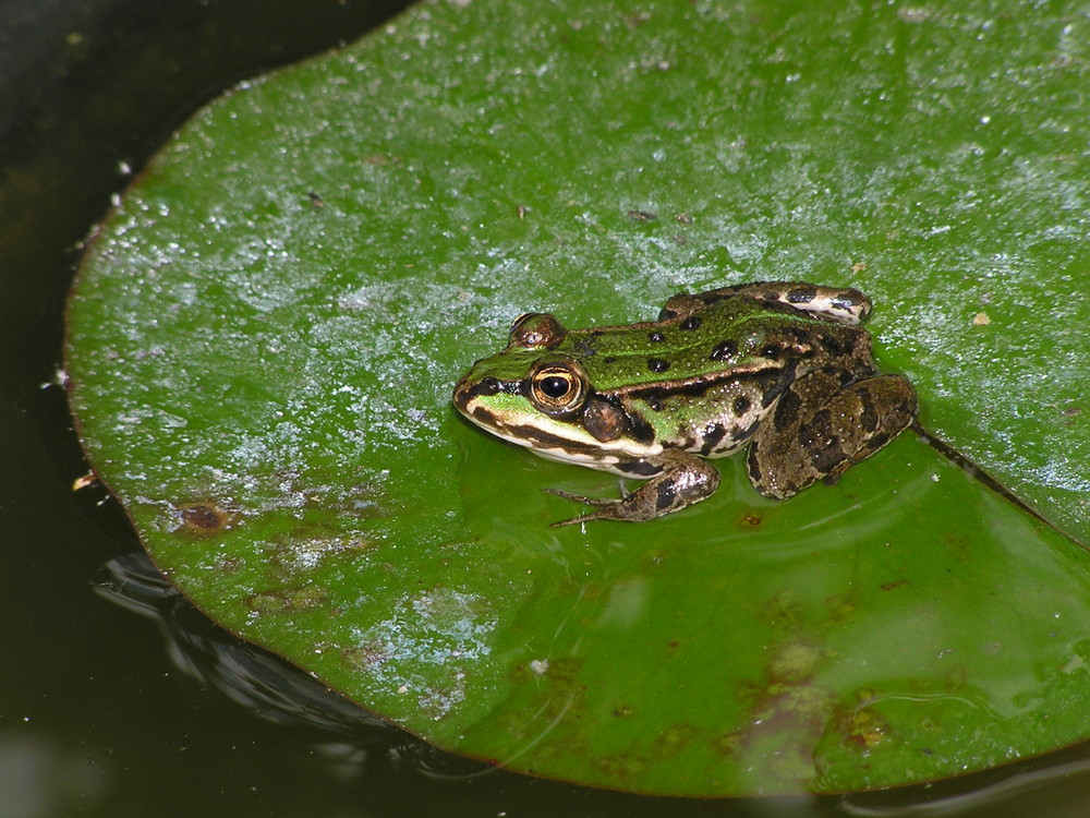 Froschkönig