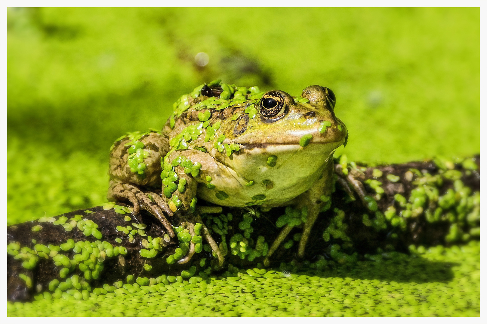 Froschkönig