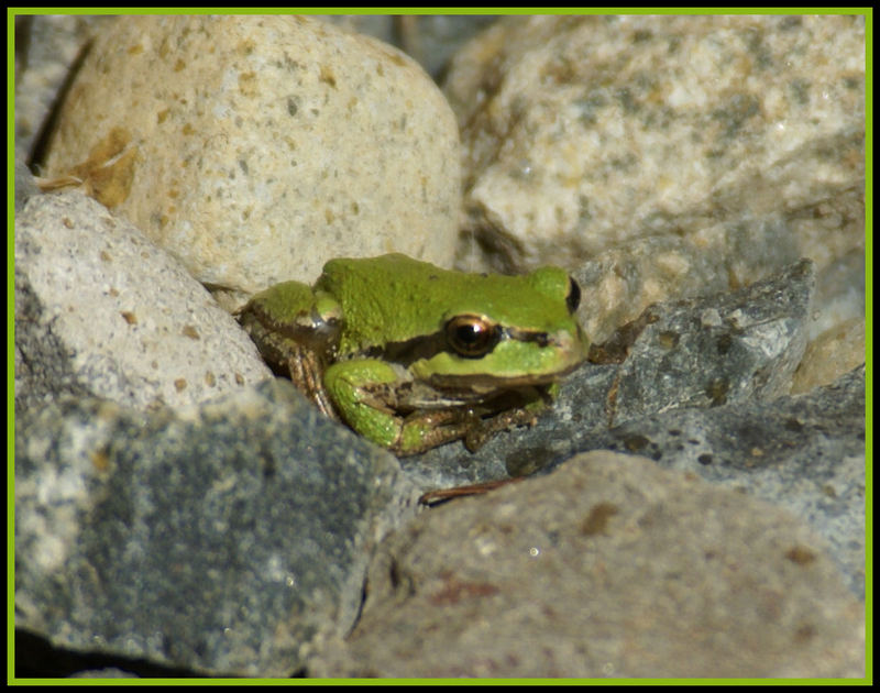 Froschkönig?