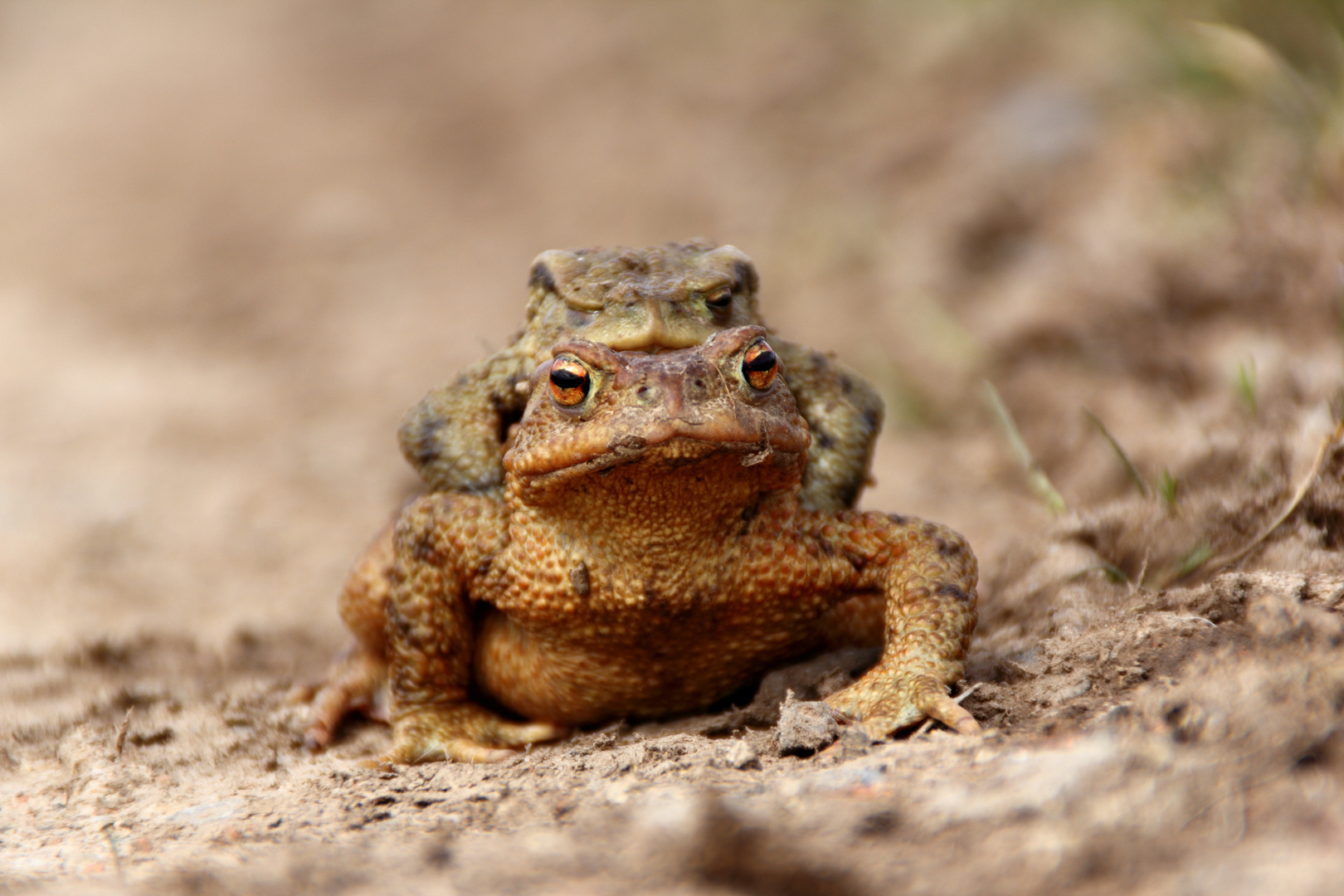 Froschkönig