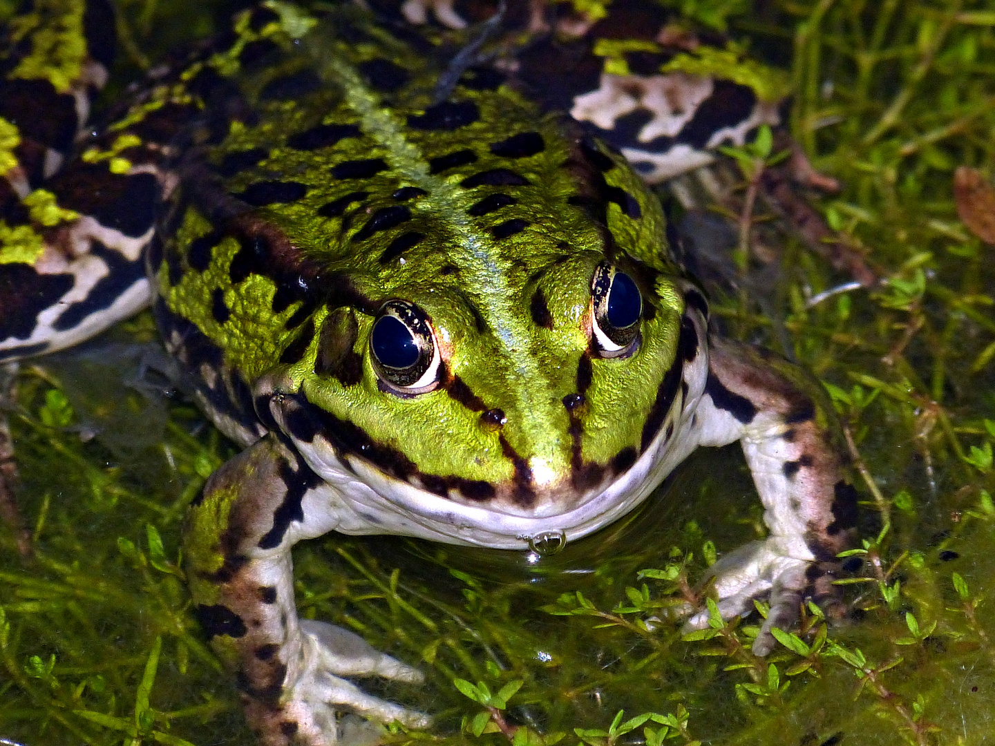 Froschkönig