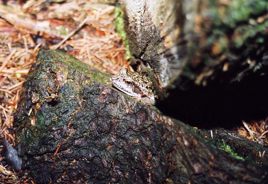 Froschkönig