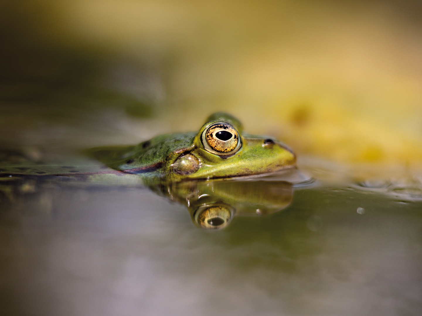 Froschkönig