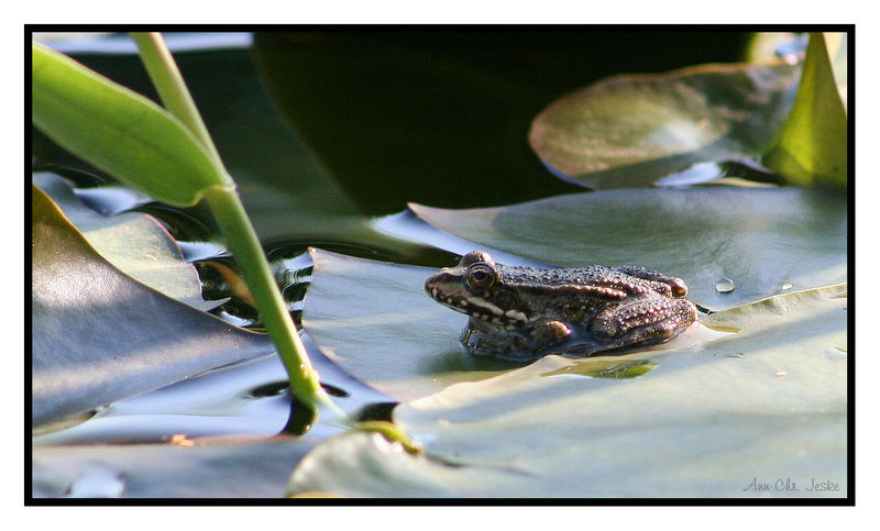 FROSCHKÖNIG