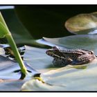 FROSCHKÖNIG