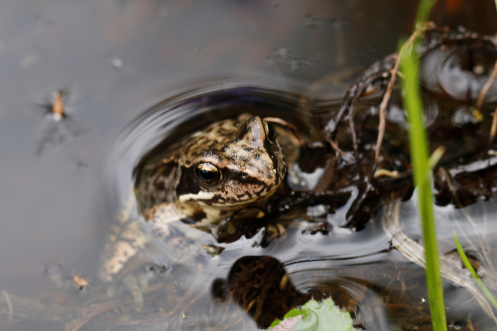 Froschkönig