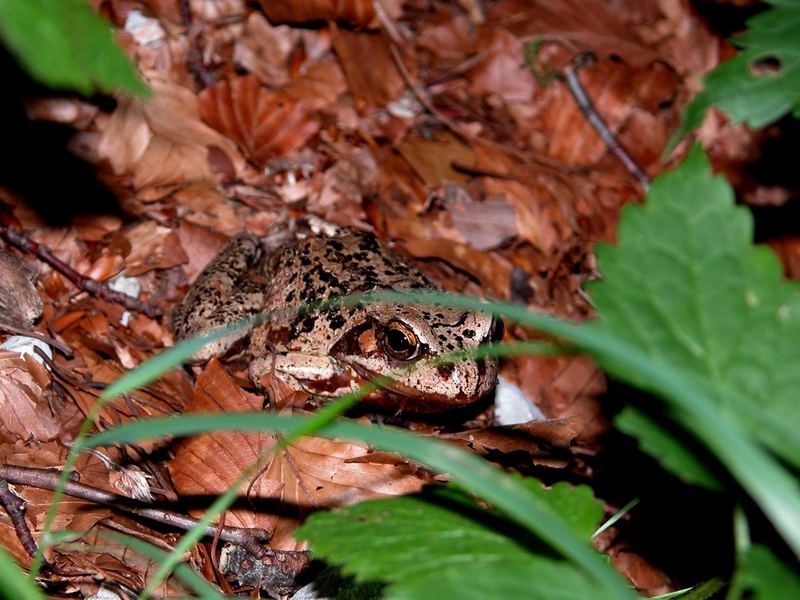 Froschkönig