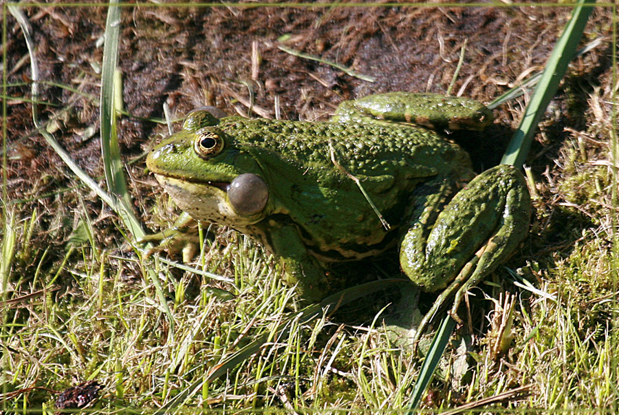 Froschkoenig :-)