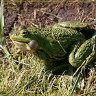 Froschkoenig :-)