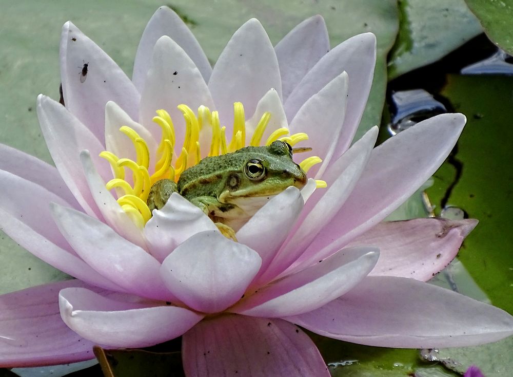 Froschkönig