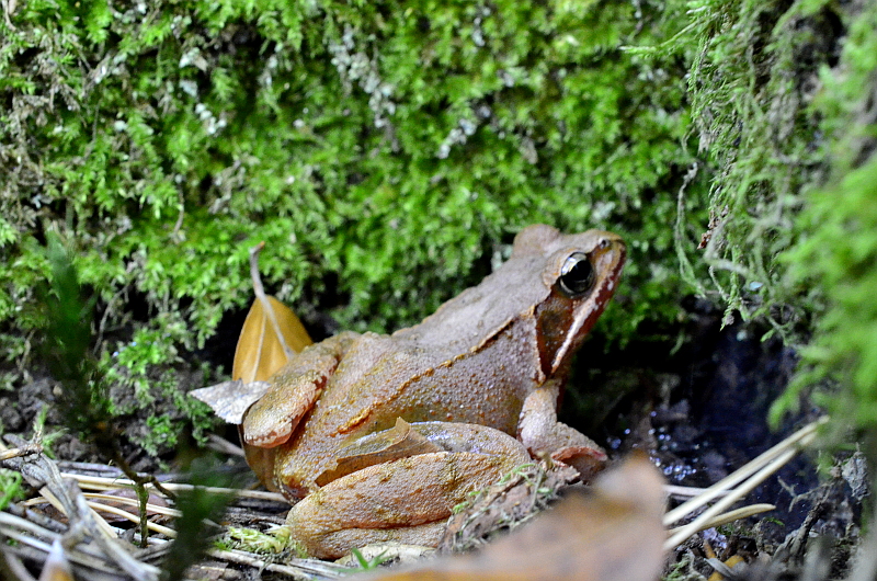 Froschkönig