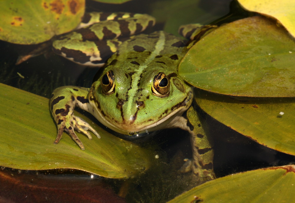 Froschkönig