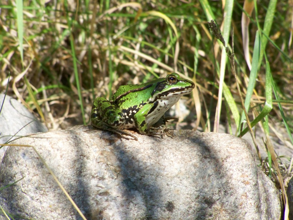 Froschkönig