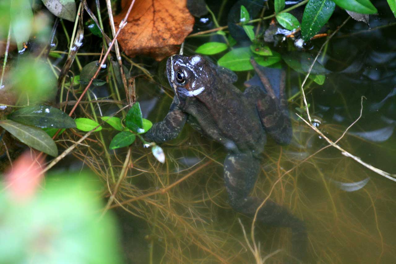 Froschkönig