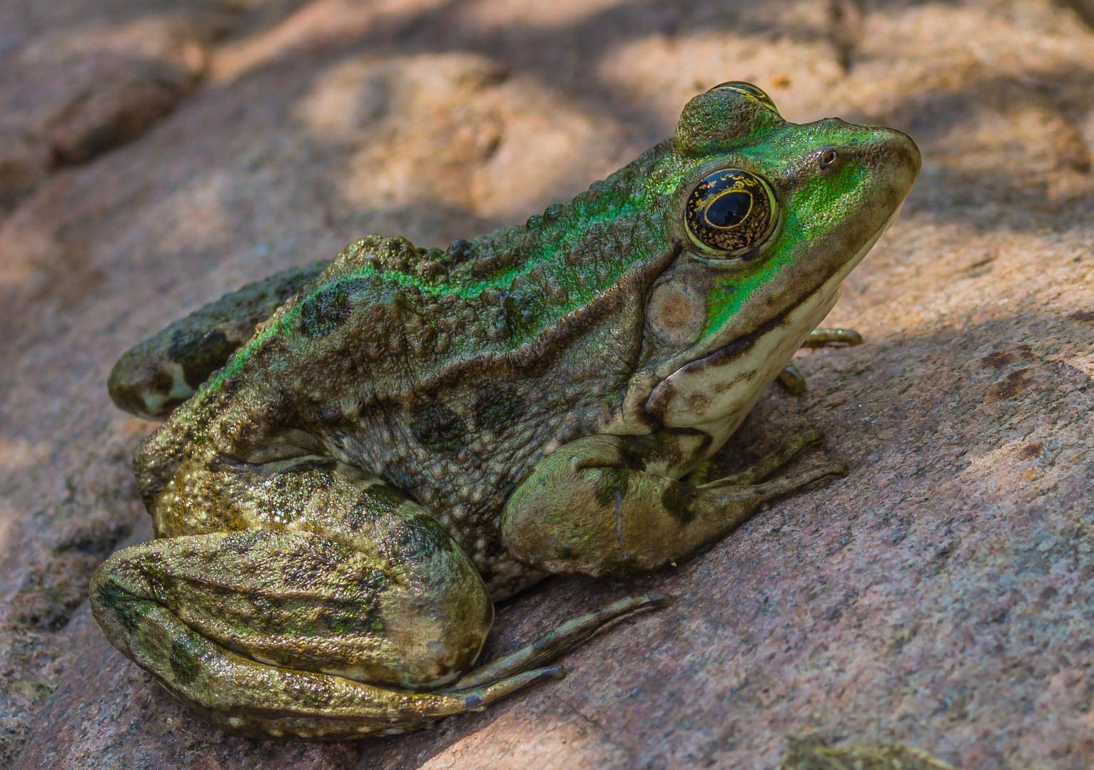 froschkönig