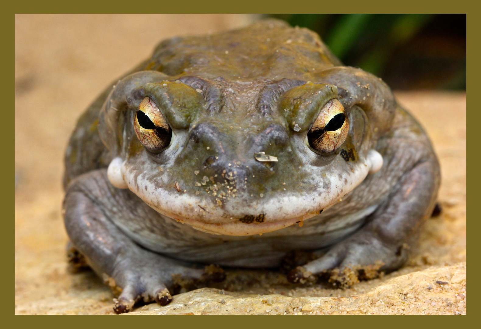 Froschkönig