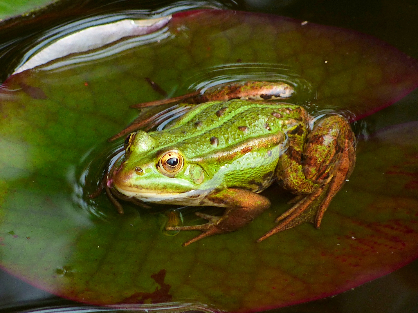 Froschkönig