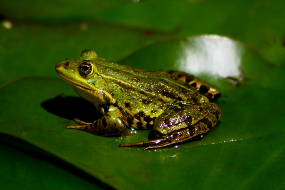 Froschkönig