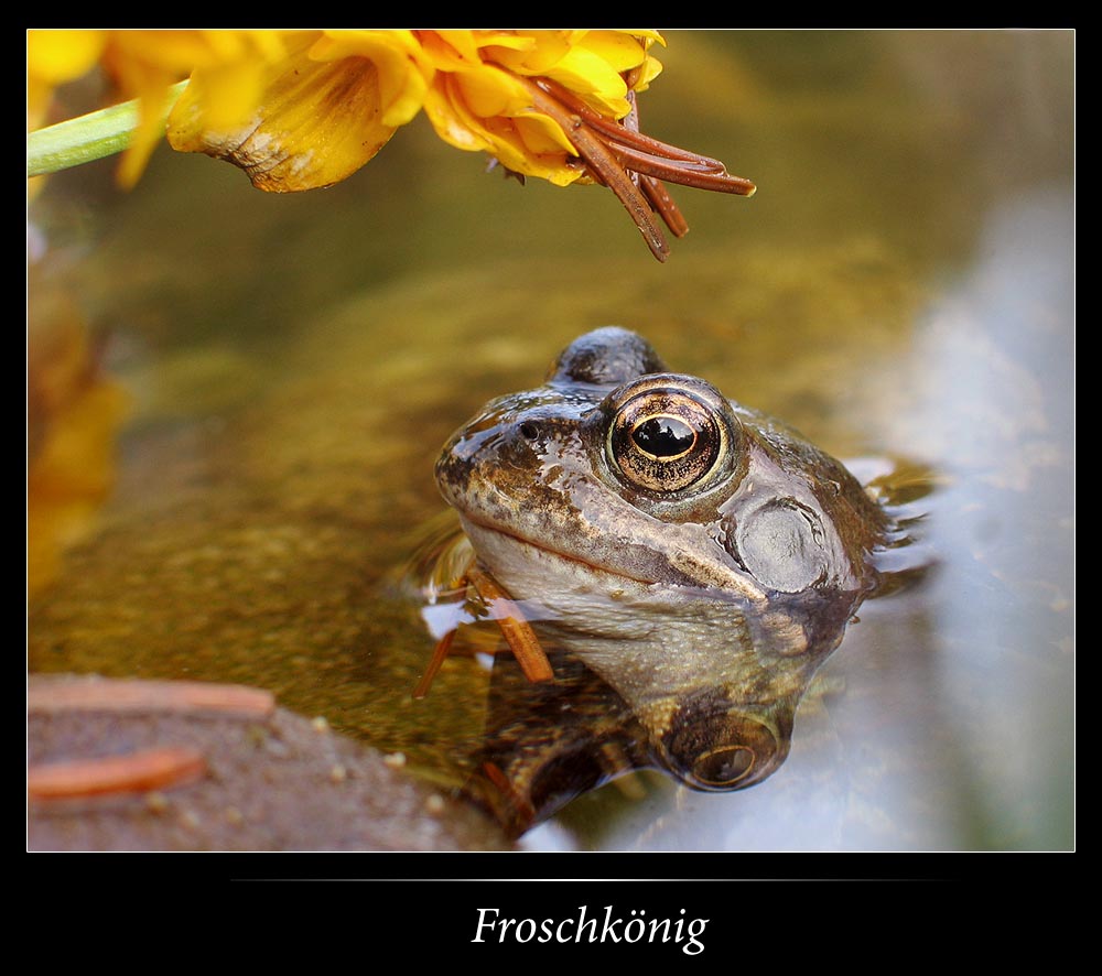 Froschkönig